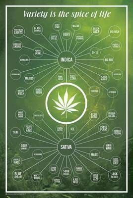 Cannabis Variety Spice Of Life - Smokin Js