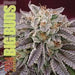 The Cannabis Encyclopedia - Smokin Js