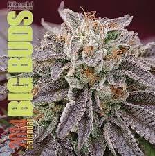 The Medical Cannabis Guidebook - Smokin Js